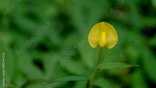 close-up view of yellow Arachis duranensis plant flowers with a blurred background with white space to the left of the flower photo