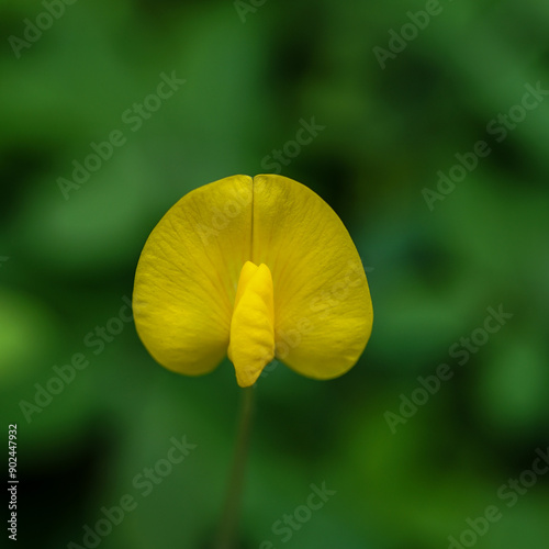 close-up view of yellow Arachis duranensis plant flowers on a blurred background photo