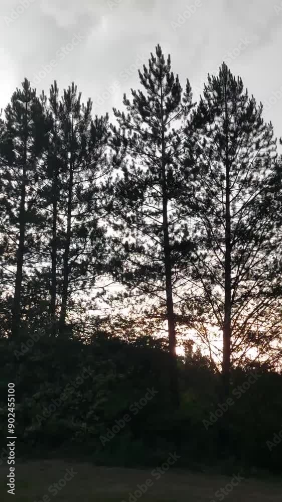 sunset in the pine woods with a silhouette of trees sunset in the pine woods with a silhouette of trees