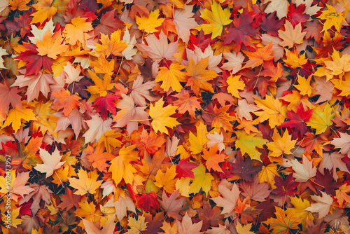 Autumn background with colorful leaves falling to the ground during the autumn season