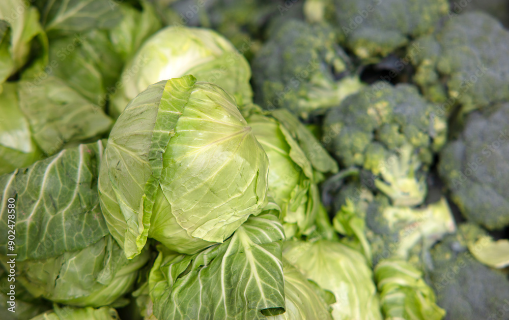Obraz premium fresh cabbage