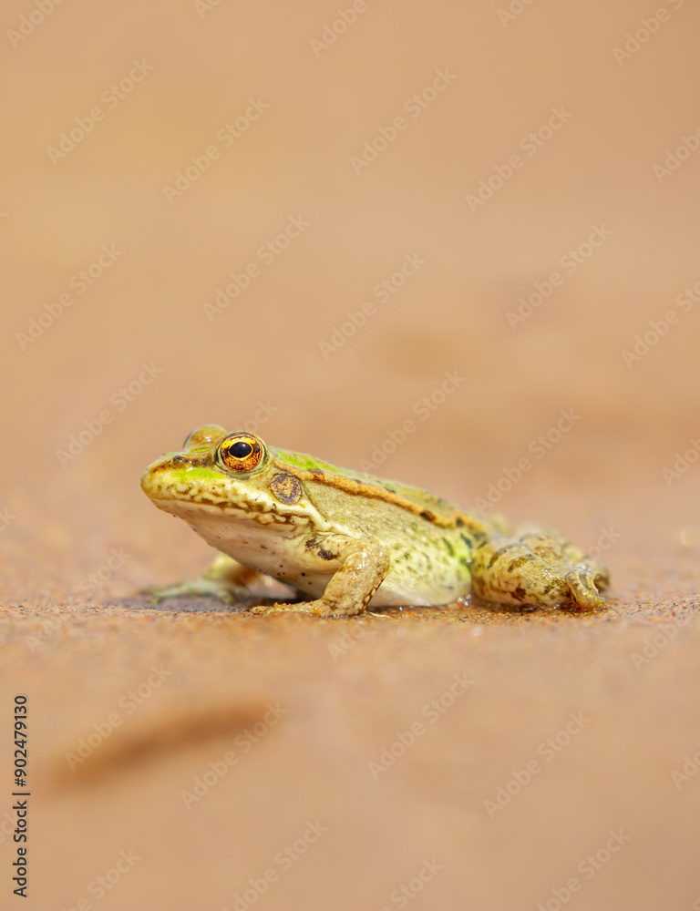 Obraz premium The frog sits on the sand on the shore of the lake. Beautiful wildlife landscape with place for text. The concept of protecting wildlife and ecology.
