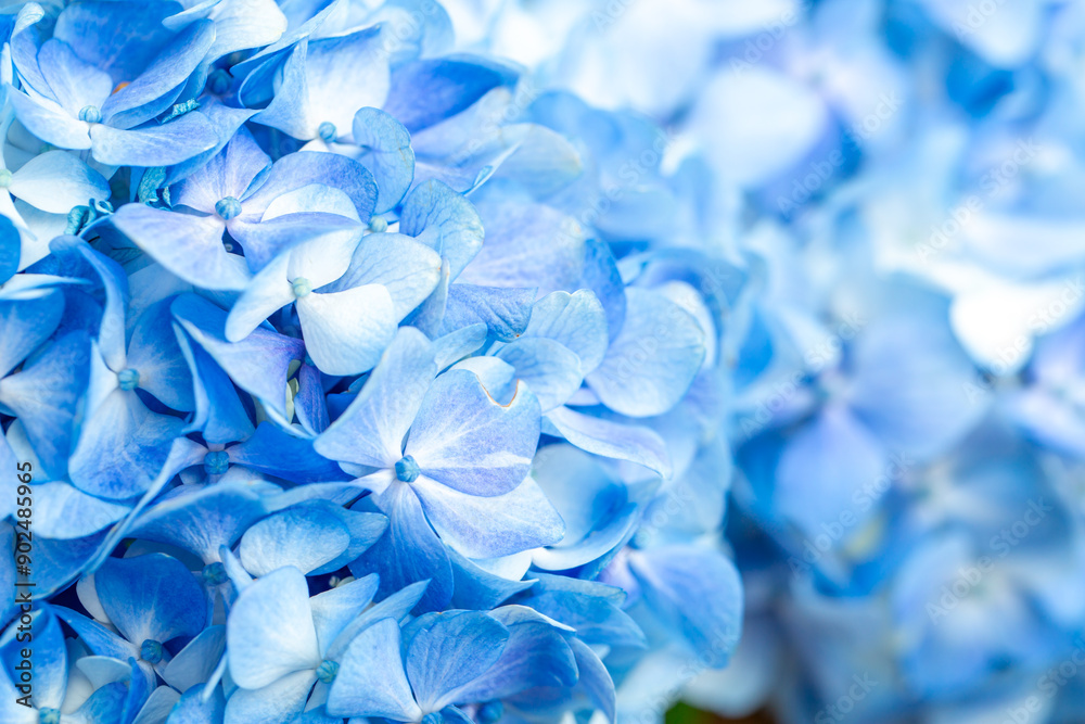 Blue flowers close up. Bouquet of purple flowers. City flower beds, a beautiful and well-groomed garden with flowering bushes. Blue flowers close up. Bouquet of purple flowers. City flower beds, a beautiful and well-groomed garden with flowering bushes.