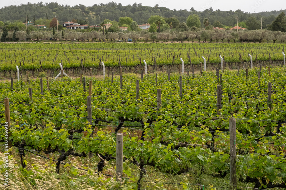 Beautiful vineyards at sunset in Urla, izmir. High quality photo