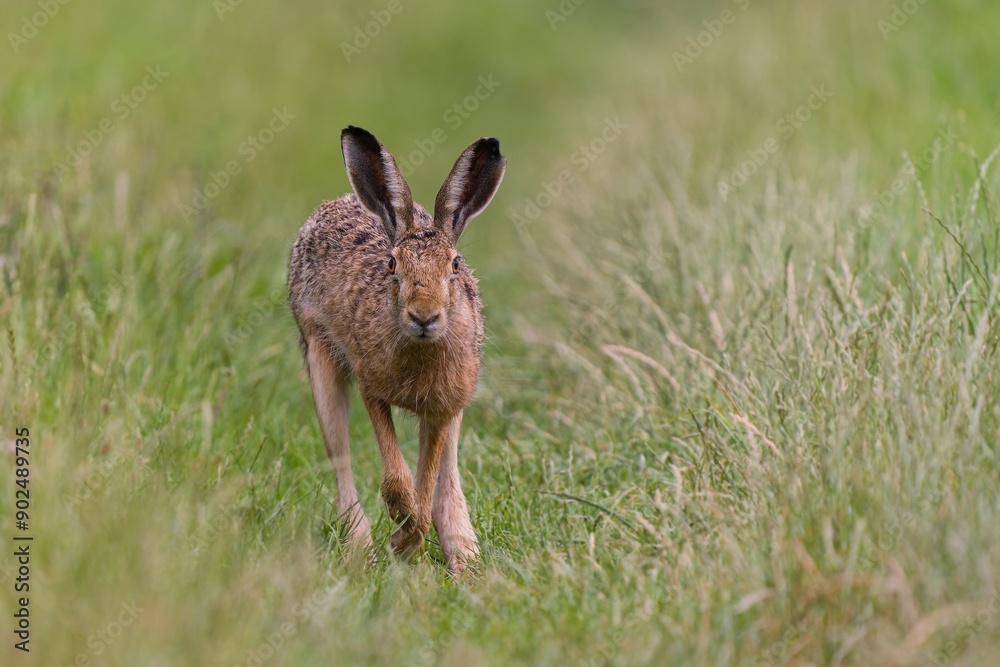 Fototapeta premium A european hare runs along a dirt road directly towards the lens. Closeup portrait of a hare. Lepus europaeus