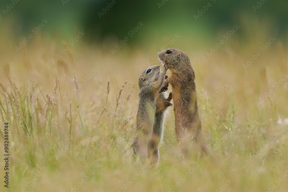 Fototapeta premium Three cute young european ground squirrel poses on the field. Spermophilus citellus