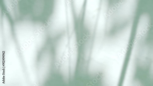 Shadow background wall light white green overlay abstract plant 4k backdrop mockup minimal summer wallpaper, blur nature spring autumn orange video vintage light branching floral,card holidays.
