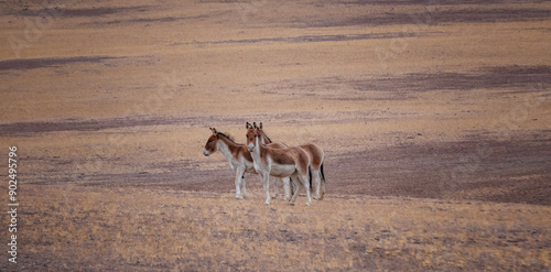 the Equus kiang in Tibet photo