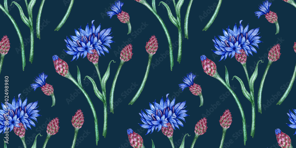 Cornflowers flowers pattern on a dark blue background watercolor illustration. Botanical composition element, isolated. Suitable for cosmetics, aromatherapy, medicine, treatment, care, design, Cornflowers flowers pattern on a dark blue background watercolor illustration. Botanical composition element, isolated. Suitable for cosmetics, aromatherapy, medicine, treatment, care, design,