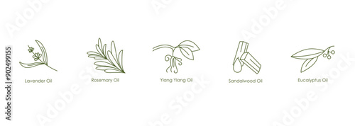Soothing Oils Vector Icons: Lavender, Rosemary, Ylang Ylang, Sandalwood