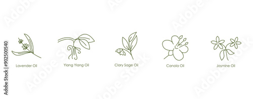 Essential Oils Vector Icons: Lavender, Clary Sage, Canola, Jasmine