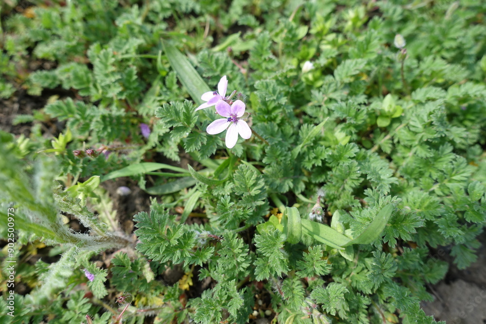 Pair of light pink flowers of Erodium cicutarium in April Pair of light pink flowers of Erodium cicutarium in April