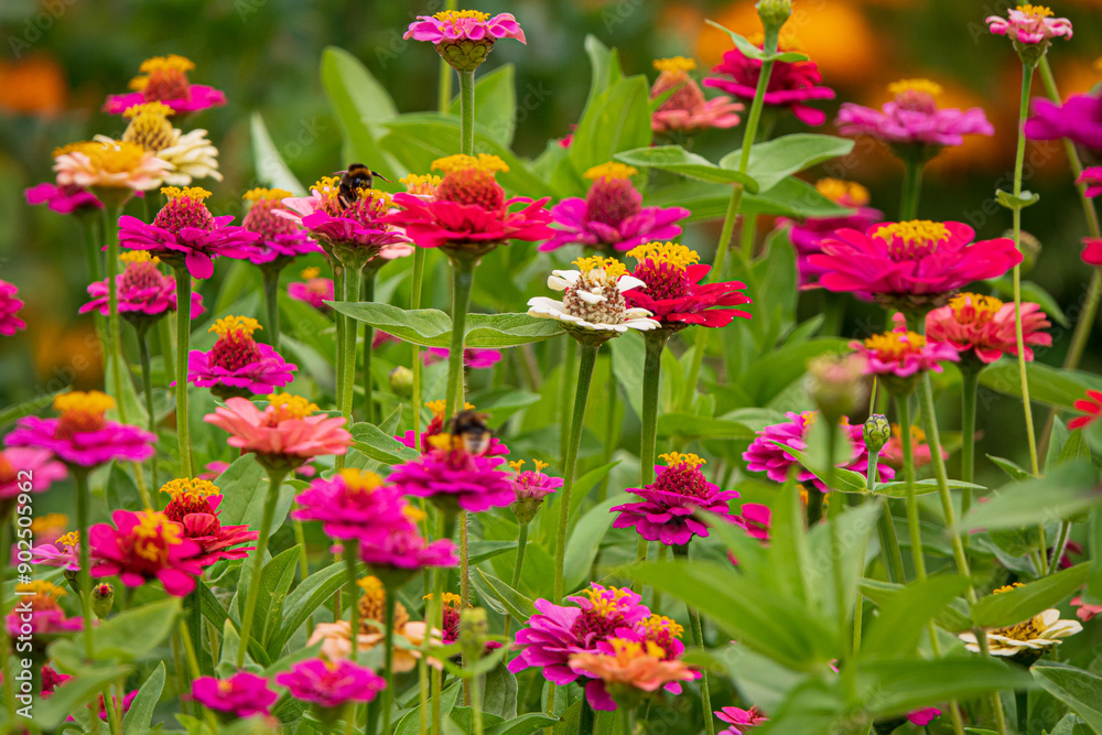 zinnai flowers in the garden zinnai flowers in the garden
