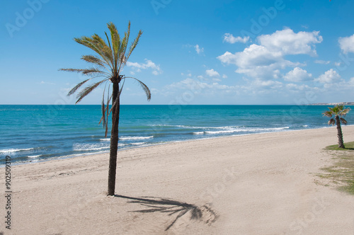 Marbella Palms