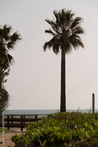 Marbella Palms