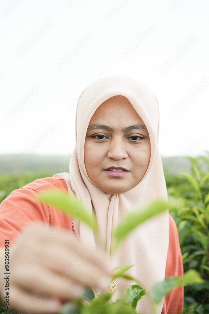 A Muslim woman is in a tea garden A Muslim woman is in a tea garden