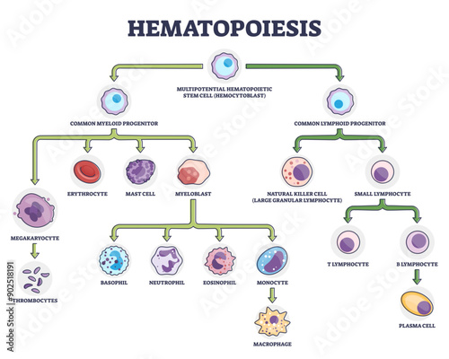 Hematopoiesis as blood cellular components formation outline diagram, transparent background. Labeled educational scheme with common myeloid and lymphoid progenitor illustration.