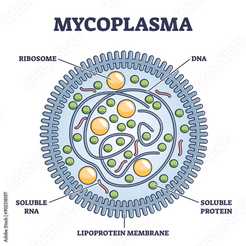 Mycoplasma infection respiratory illness, illustration diagram, transparent background.