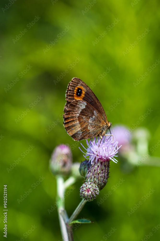 Obraz premium Mohrenfalter