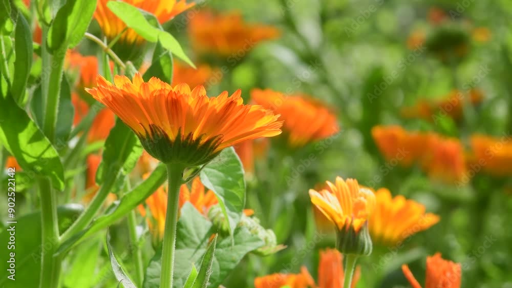 marigold flower in summer in a field of blurred marigold flowers marigold flower in summer in a field of blurred marigold flowers