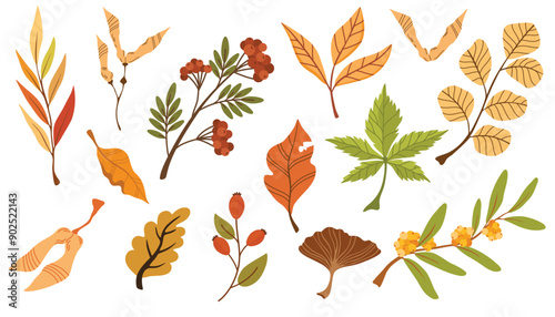 Autumn foliage hand drawn vector illustrations set. Different trees dried leafage and berries isolated on white background. Fall season forest flora. Maple, oak, rowan and chestnut leaves composition.