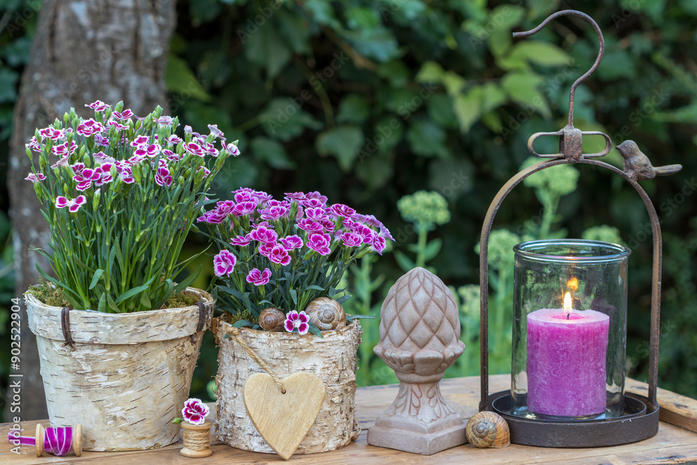 Obraz premium rustikales Garten-Arrangement mit pink Garten-Nelken in Birkenrinden-Töpfen und Laterne