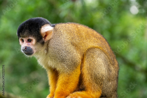 Squir. rel monkey looking down.