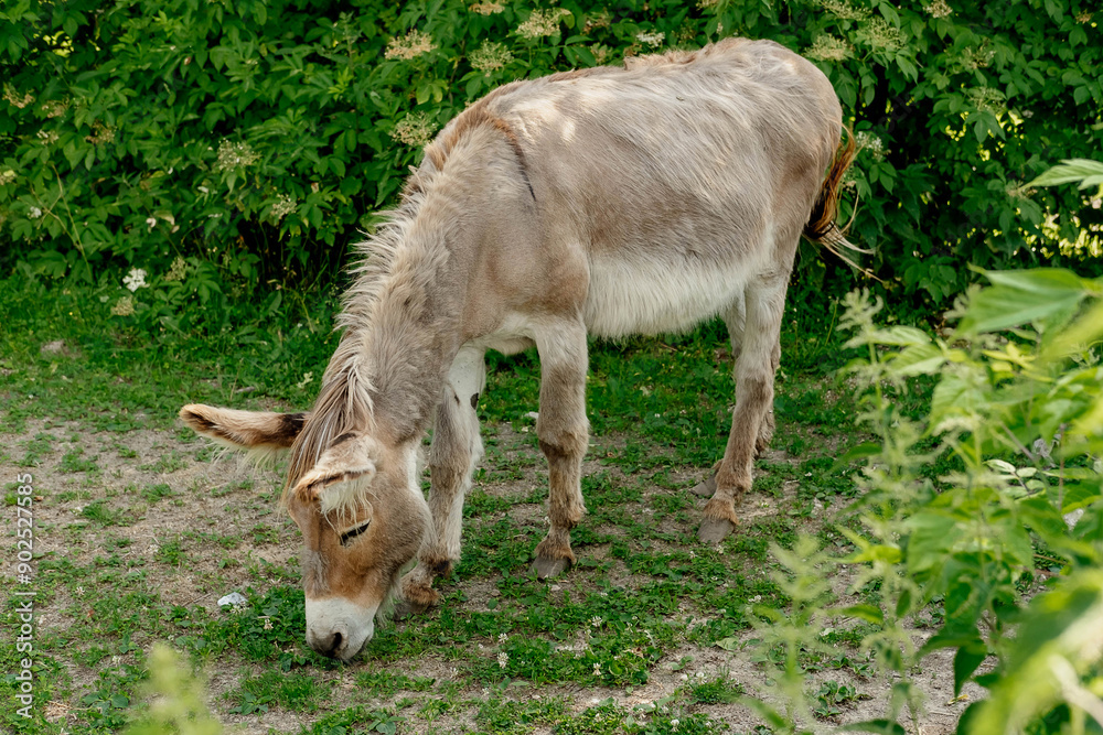 The donkey eats green grass in the summer on a farm plot. Full length photo The donkey eats green grass in the summer on a farm plot. Full length photo