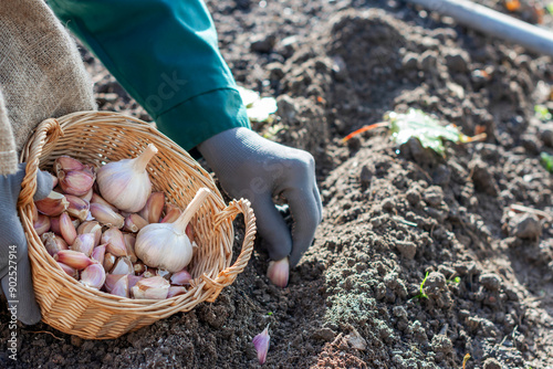 Cloves of garlic in wicker basket in worker’s hands, worker is planting cloves of garlic in ground in autumn time, preparing for growing homegrown garlic
