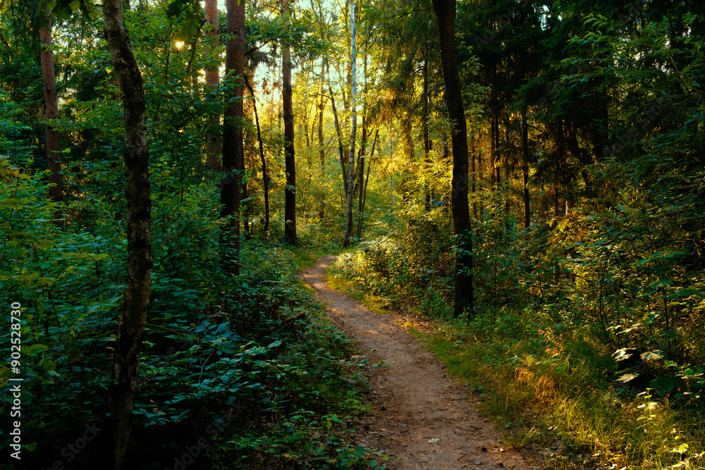 custom made wallpaper toronto digitalSummer forest path in the backlight