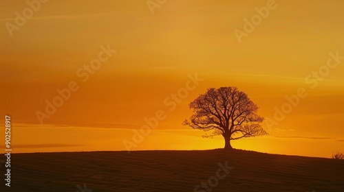 Solitary Tree Silhouette at Sunset