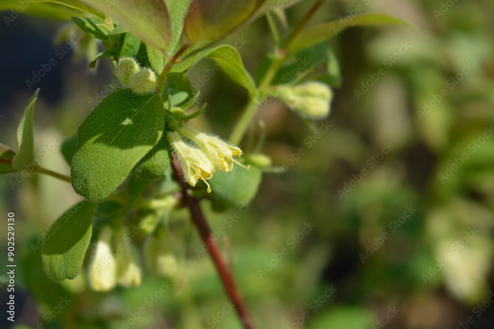 Honeyberry Aurora flowers Honeyberry Aurora flowers