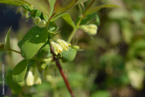 Wallpaper Mural Honeyberry Aurora flowers Torontodigital.ca
