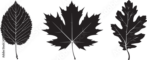 Silhouette vector of autumn leaves, Set of different tree leaves