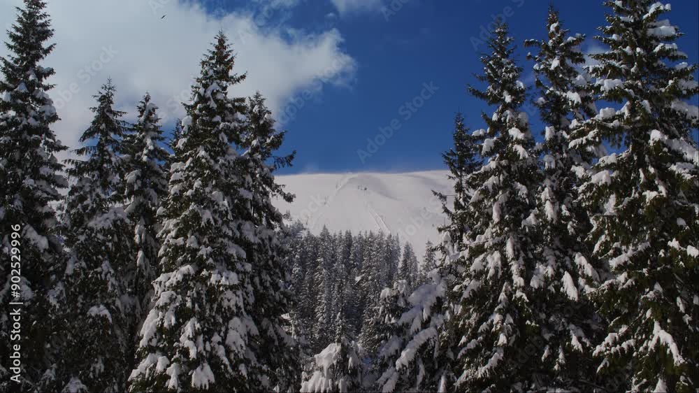 Snowy Pine Trees Against a Blue Sky Snowy Pine Trees Against a Blue Sky