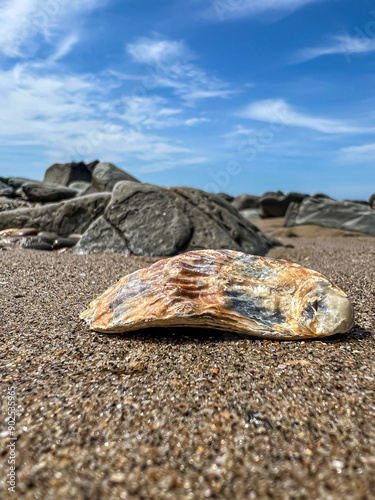 shell on the beach photo