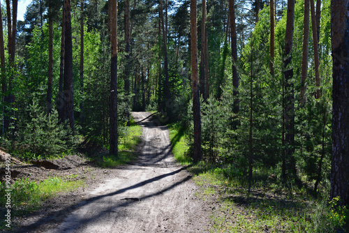 a dirt road is surrounded by pine trees in the forest with sunlight