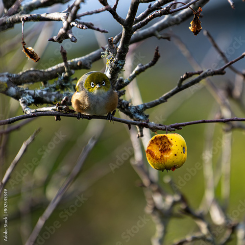 new zealand silvereye on the tree photo