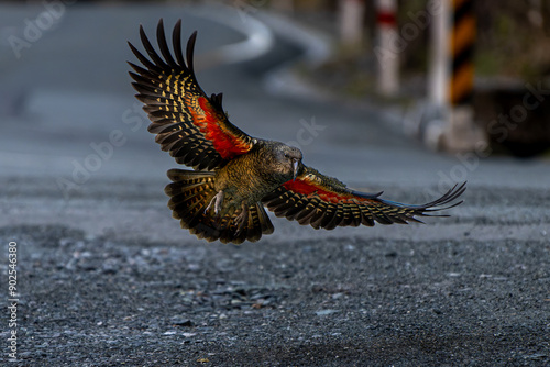 Photography Kea, famous new zealand native bird