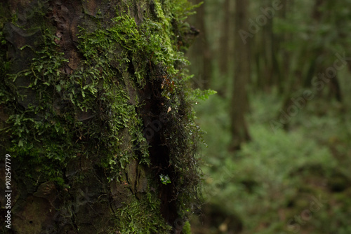 Nature, forest, plants, Japan, Mt. Fuji, Jukai Forest natural photography
자연,산림,식물,일본,후지산,쥬카이숲 자연촬영 photo