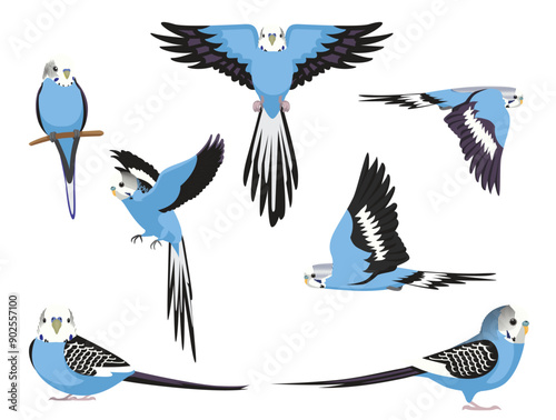 Budgerigar Blue Bird Parrot Various Poses Cartoon Vector Character