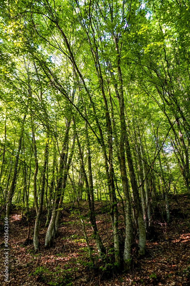 Naklejka premium Yenipazar lake in bilecik Turkey in the morning natural beauty