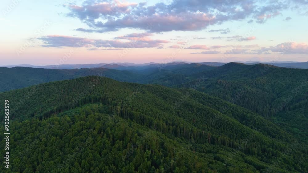 Drone flies over fir tree forest at sunset near Gura Humorului Drone flies over fir tree forest at sunset near Gura Humorului