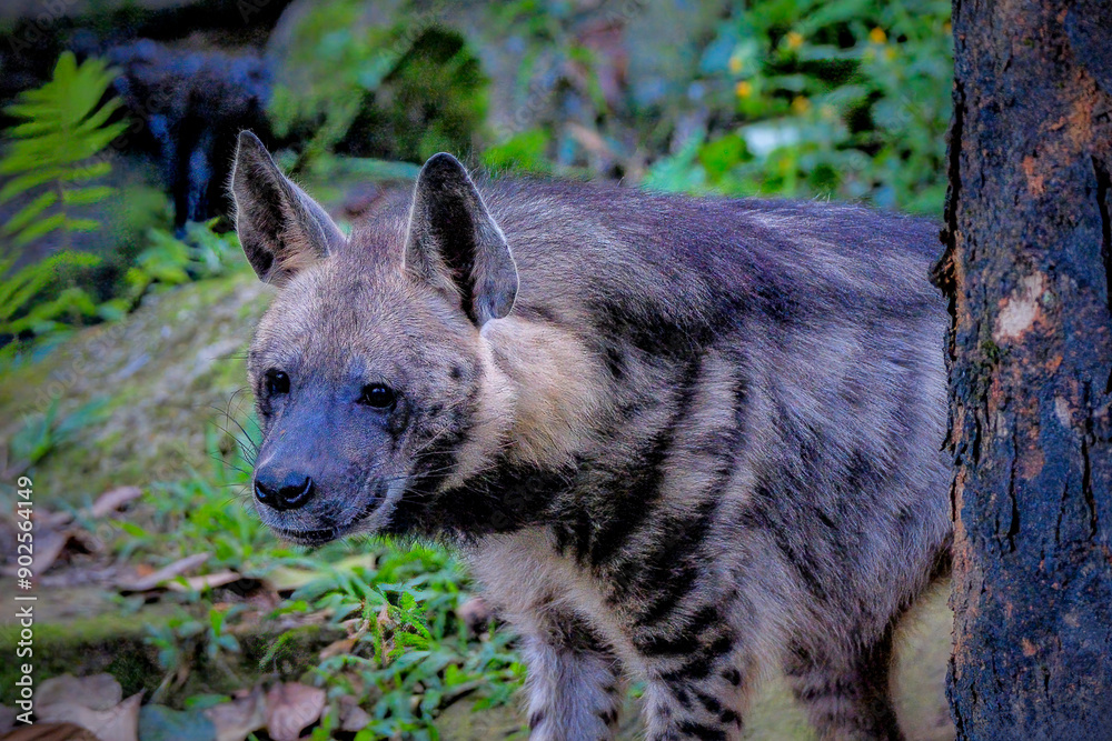 Fototapeta premium A hyna roaming freely inside a zoo