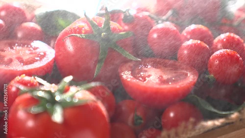  Watering Tomato basket slowmotion close up