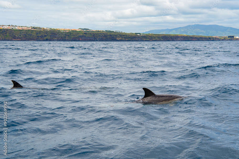 Obraz premium Wild dolphin swimming at the surface of the Atlantic ocean near São Miguel Island, Azores, Portugal. Short beaked common dolphins (Delphinus delphis)