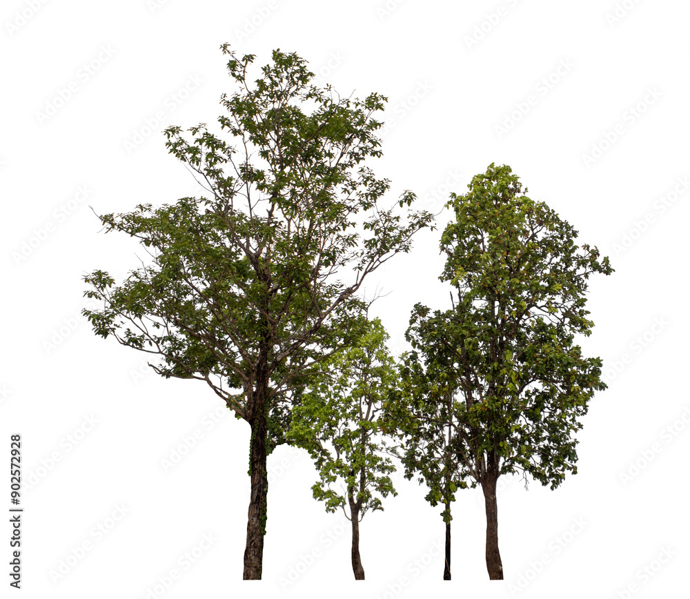 Group of trees isolated on transparent background with clipping path and alpha channel. Group of trees isolated on transparent background with clipping path and alpha channel.
