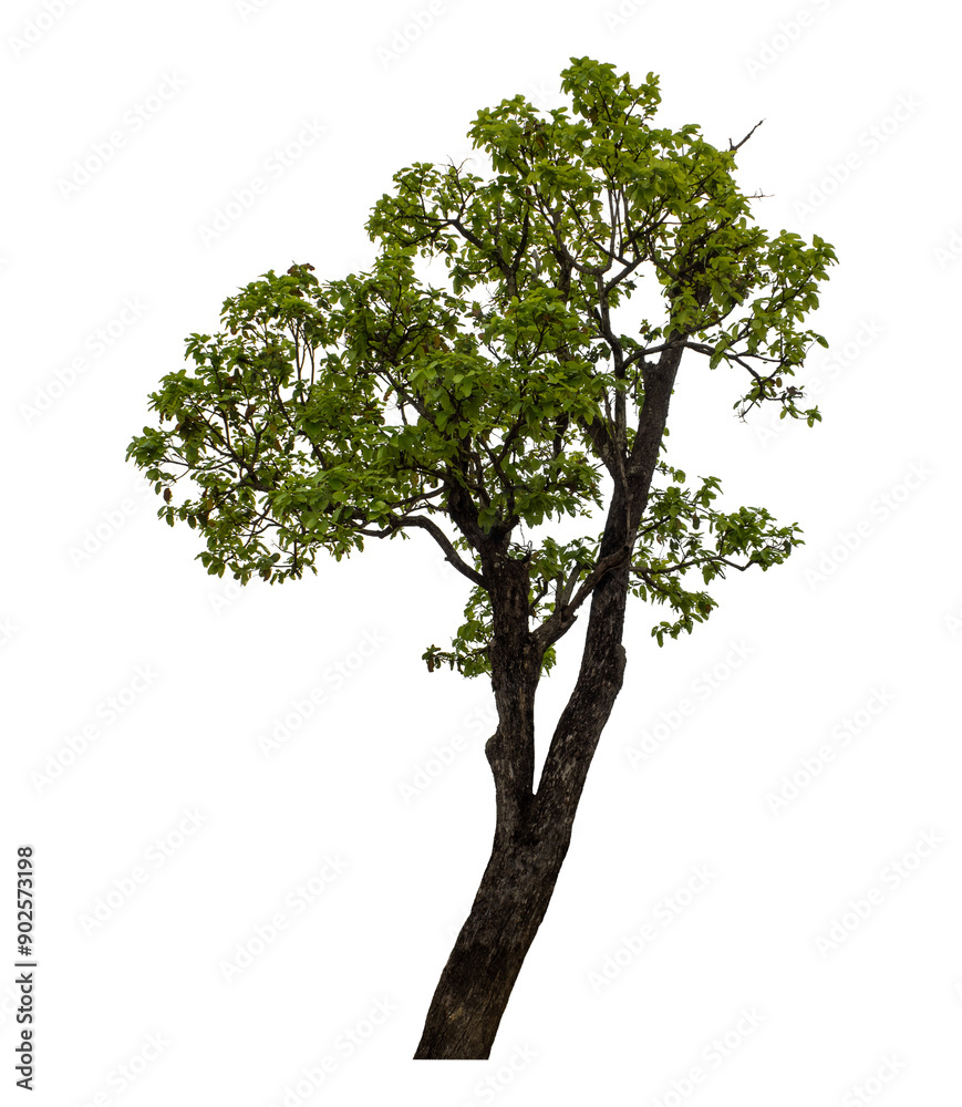 Obraz premium Green tree isolated on transparent background with clipping path and alpha channel.