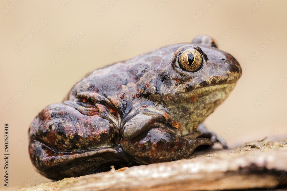 Close-up of a common spadefoot toad (Pelobates fuscus) Close-up of a common spadefoot toad (Pelobates fuscus)