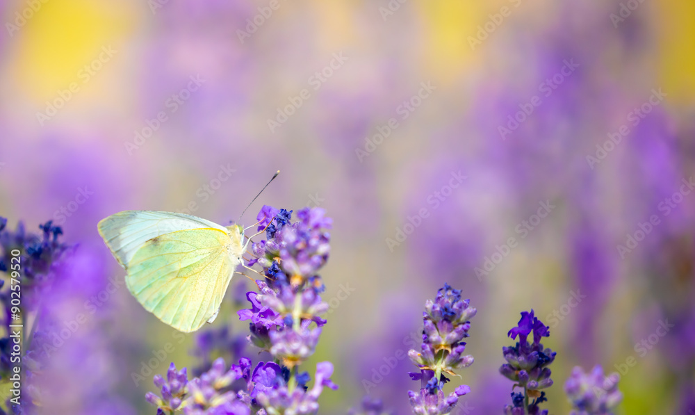 Fototapeta premium Butterflies on spring lavender flowers under sunlight. Beautiful landscape of nature with a panoramic view. Hi spring. long banner
